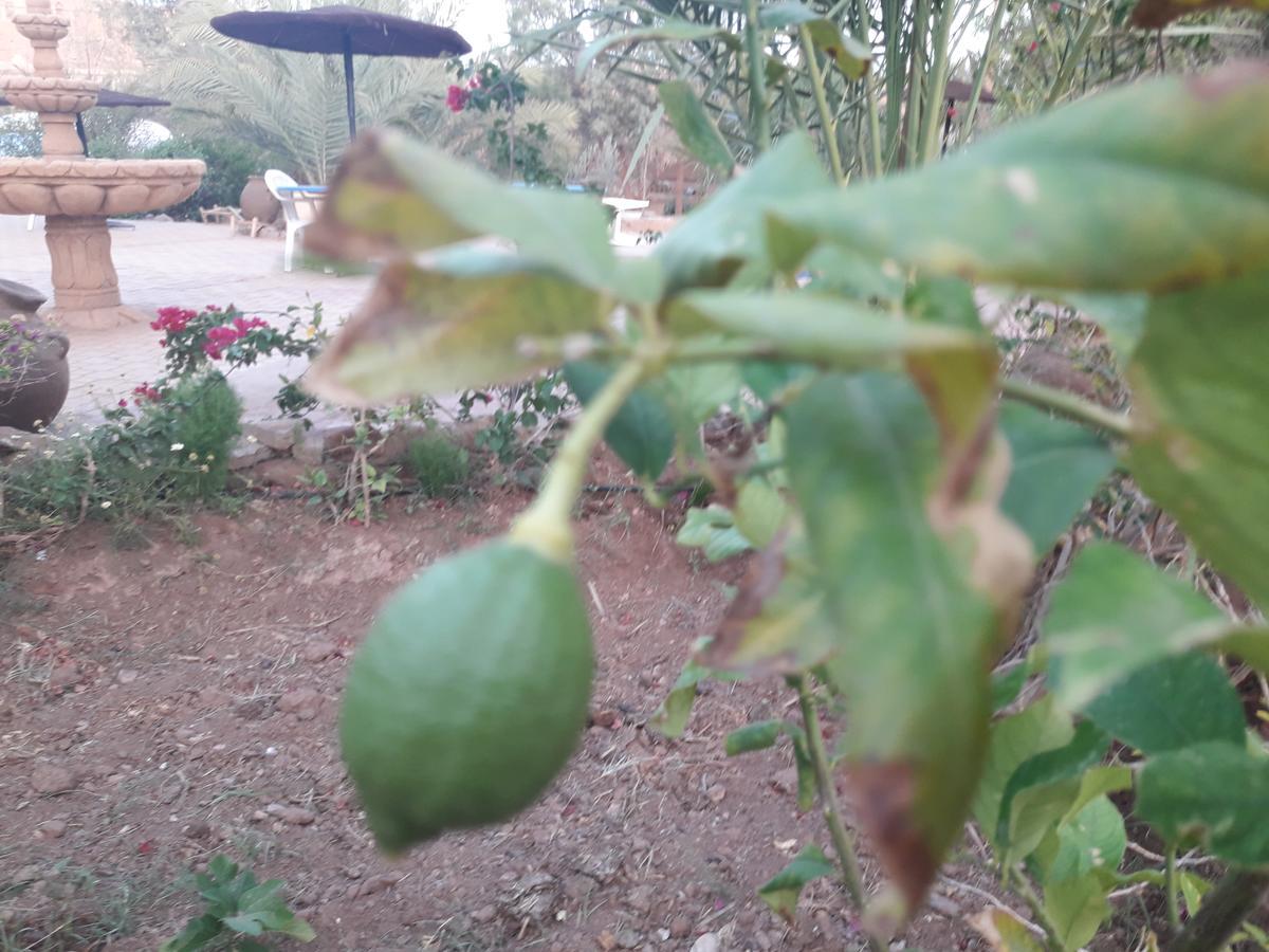 D'Hote Jnane-Dar Diafa Tamgrout Esterno foto